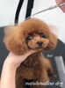 「秋のオプションキャンペーン^ - ^」