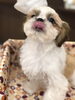 シーズ「シーズ子犬　シュナウザー仔犬」