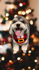 「Dog salon mofu mofu　余市町」