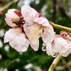 梅の花が咲きました「Good morning Otaru!◎ 小樽の古民家ゲストハウスより」