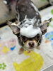 泡泡シャンプーしていくよ「初めてのトリミング体験」