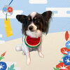 「Dog salon mofu mofu　余市町」