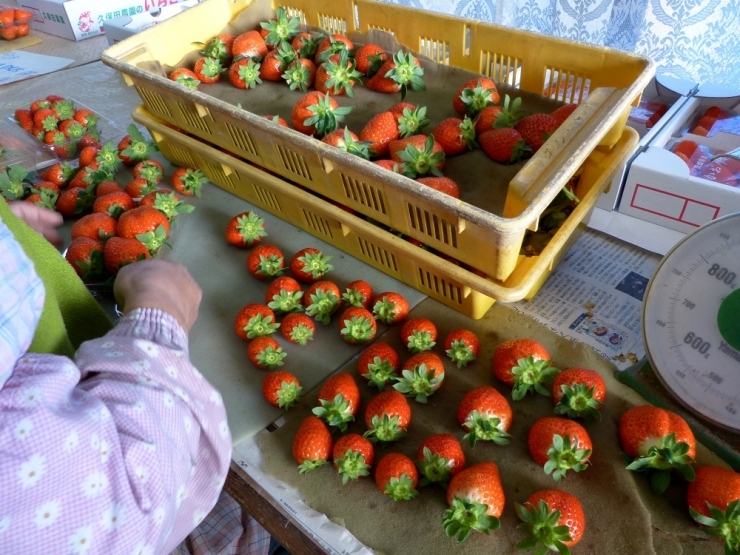 収穫したいちごの大きさの選別をするのは、もちろん手作業です。