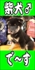 「ころころ柴犬入舎しました♪」