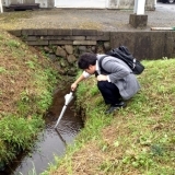 何気なく覗き込んだ小川で八王子の自然と出会うの巻