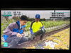 レタスの生育、あまり良くないので心配です。「☆NHK『首都圏ネットワーク』無事にオンエア📺☆」