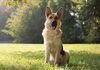 German Shepard「Teacher'sコーナー41号  America's Top 5 Favorite Dog Breeds【蘇我駅近くの英会話教室】043-209-2310」