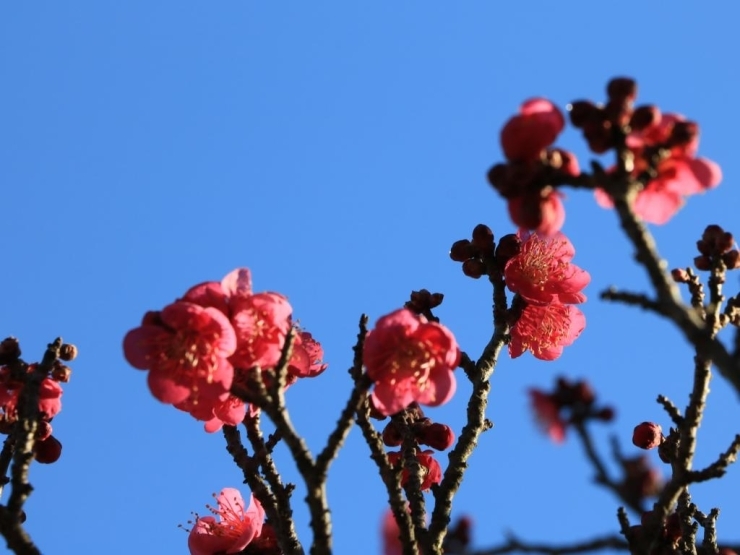 大盃/花木園梅園