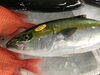 「魚魚市場鮮魚コーナーおすすめは「いわし・のどぐろ」です♪」