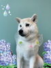 「Dog salon mofu mofu　余市町」