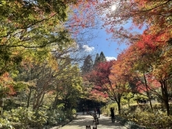 「～世界の森の紅葉めぐり～ 森林もみじ散策」神戸市立森林植物園