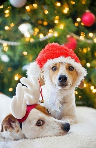 クリスマス犬「メリークリスマス(*^.^*)」