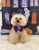 まっちゃちゃん「Happy Halloween 2026🎃」