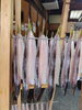 「 📣本日のお魚情報🐟 」