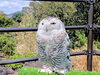 外でくつろぐシマフクロウも至近距離で見れます「【 伊豆シャボテン動物公園 】」