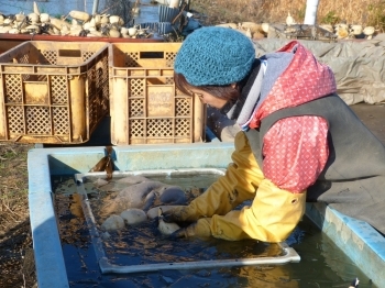 収穫したての「れんこん」の泥や節の部分を丁寧に手作業で洗い落とします。