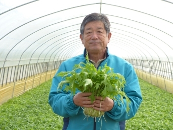 【みず菜部会　部会長　鈴木さん】　「みず菜はどこのスーパーへ行っても一年中ありますが、みず菜の旬は秋から春にかけてなんです。行方市のみず菜は《若採り》早めに採るので小かぶで柔らかいですよ！どうぞ、色々な調理方法をお試し下さい。」