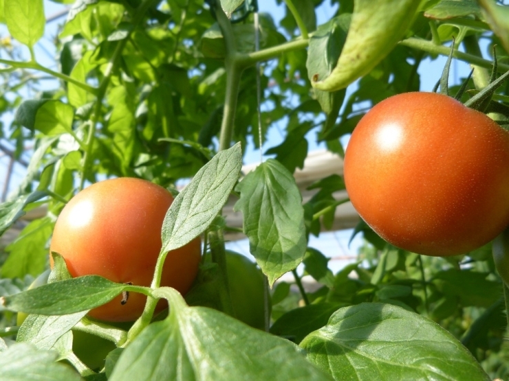 行方産フルーツトマト『恋のつぼみ』はフルーツの様な甘みとほんのり酸味のある爽やかな味が特徴です。