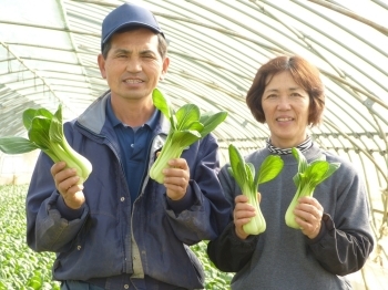 【ちんげん菜部会連絡会　会長　有馬さんご夫妻】　「ちんげん菜は冬から春にかけてが旬です。太陽の光をたっぷり浴びて美味しく育ったちんげん菜はエグミもないのでサラダとして食べられます。もちろん！野菜炒めや浅漬、中華料理にもお使いください」