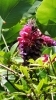 クズの花満開いい香りです。「グリーンサポートの下見へ」