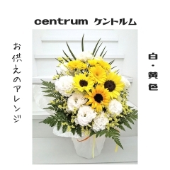 ケントルム　centrum　[白・黄色]