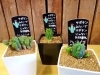 サボテンみたいでサボテンじゃない多肉植物 少しくらい水やりを忘れても枯れませんよ 花みずきぷち ふるーる両三柳店のニュース まいぷれ 米子