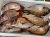 「本日鮮魚入荷致しました。[岩牡蠣は７月から販売致します。]」