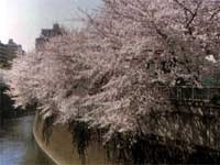 約100本の桜が咲く、神田川沿い