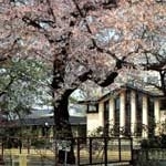 国の重要文化財になっている「自由学園 明日館」に見事な桜が開花。