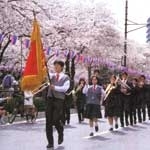 文京五大まつりのひとつ「文京さくらまつり」は今年も開催される。
