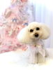 はなちゃん／プードル「MerryXmas ^ - ^」