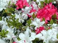 新常夏
一株で白・ピンク・2色混と、3種の花が混じっている、何とも不思議な品種です。