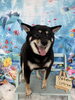 柴犬　シャンプー「🐠7月フォトブースのご紹介🐬」