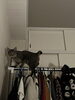 「こむぎ日記꙳★*ﾟ」