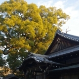 大樟に見守られて、新熊野神社の節分祭