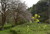「　本日の　桜＋花　情報」
