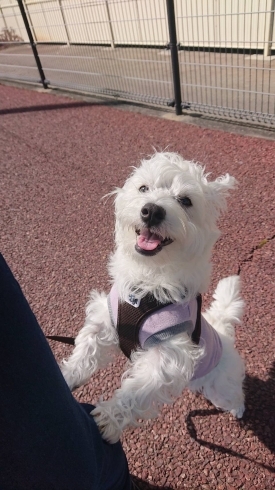 「子犬ちゃんのしつけ♪新潟市犬の保育園♪犬の社会化HappyTail」