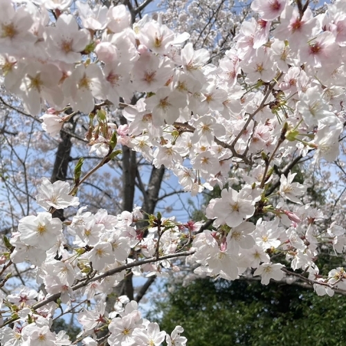 依那古ふれあい桜祭り（ライトアップ）