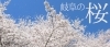 岐阜の桜の名所 お花見情報 夜桜もあるよ 岐阜市 笠松町 瑞穂市 本巣市 関ケ原市 大垣市 揖斐郡 南濃町 各務原市 関市 岐阜を遊ぶ 岐阜 市民のお出かけ デートスポットから観光名所まで岐阜県の遊び場を特集 まいぷれ 岐阜