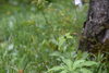 クルマバツクバネソウ「たくさんの山野草が開花中！」