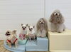 スタッフきな☆とろろ☆おもち☆KuKu☆YuYu「ましゅまろ幼稚園🐾」