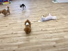 ぱんちゃんゴロンゴロンタイム「ましゅまろ幼稚園🐾＆七夕夏祭りのお知らせ」