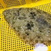 「魚魚市場鮮魚コーナーおすすめは「天然ヒラメ・天然ヒラス・クロムツ」です♪」