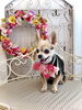 風花ちゃん「わんこと秋桜🐶」