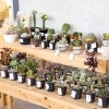 銅夢キッチン アソシエイトkyo花さんセレクトの多肉植物やサボテン 産直市場 銅夢キッチンのニュース まいぷれ 新居浜市