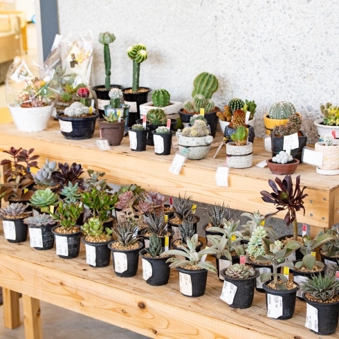 銅夢キッチン アソシエイトkyo花さんセレクトの多肉植物やサボテン 産直市場 銅夢キッチンのニュース まいぷれ 新居浜市 銅夢キッチン アソシエイトkyo花さんセレクトの多肉植物やサボテン 産直市場 銅夢キッチンのニュース まいぷれ 新居浜市