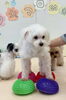ペチくん体幹鍛え中〜「ましゅまろ幼稚園🐾」