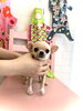 たらこちゃん「ご家族さま決まりました　♪( ´θ｀)」