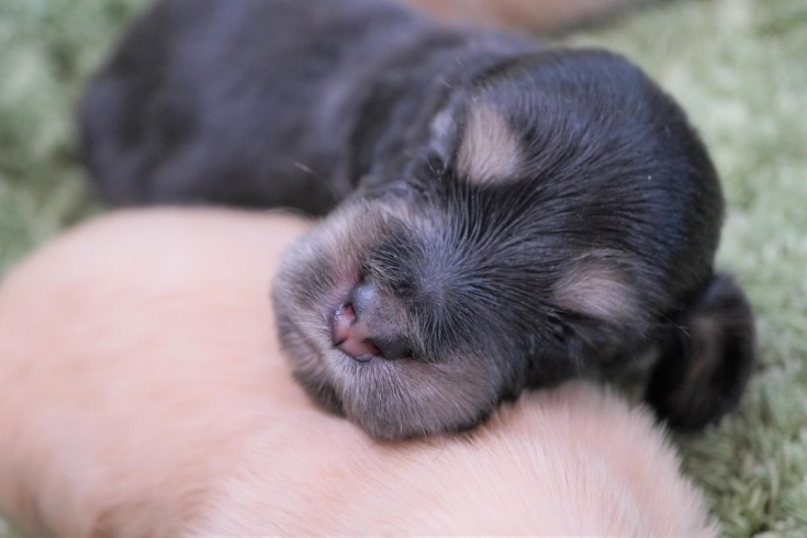 「ミニチュアダックス子犬情報」