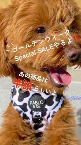 対象商品　半額「GW特別企画開催！愛犬と一緒に買い物できます♪」